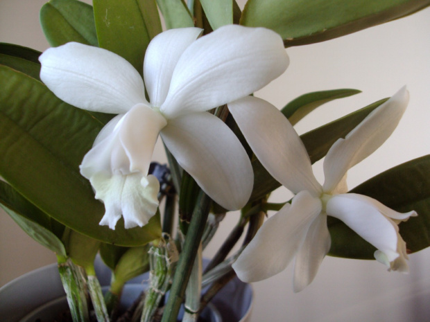 Cattleya hybryda "White"