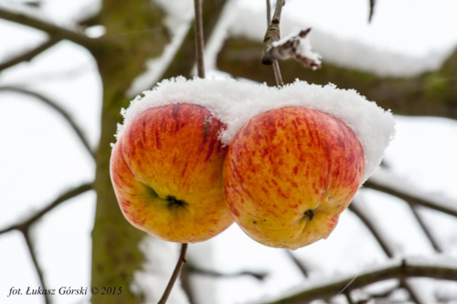 Zimowe jabłka #zima #jabłka