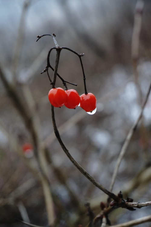Czerwone jagody w deszczu