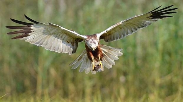 błotniak stawowy