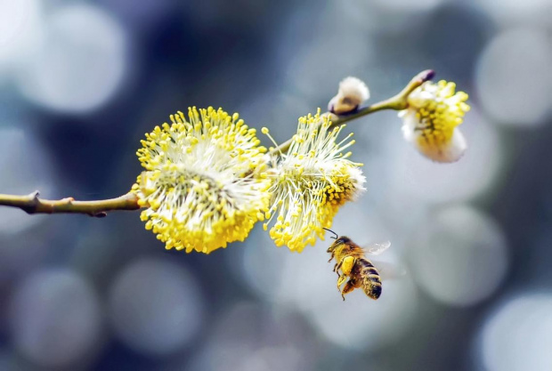 wiosna z pszczółką c.d.:)