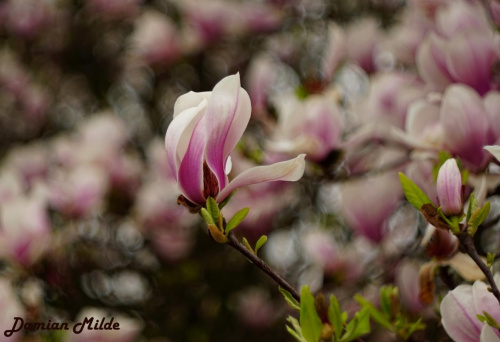 Magnolia, magnolia, wszędzie magnolie