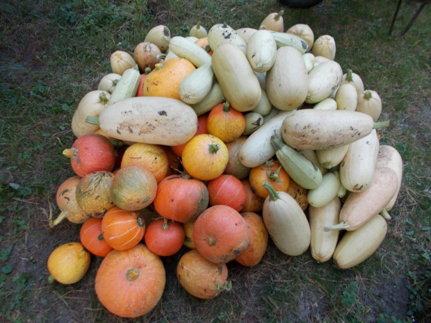 dynie i kabaczki