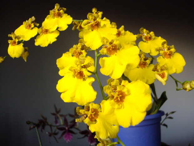 Oncidium