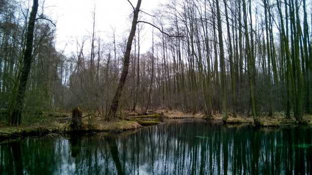 Rezerwat przyrody "Niebieskie źródła"