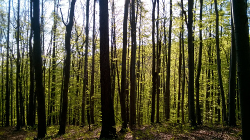 Las Bukowy w Beskidach