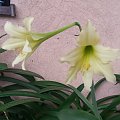 Hippeastrum Germa