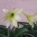 Hippeastrum Germa