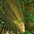 las w świetle jupiterów słonecznych