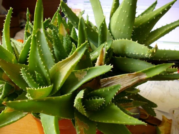 Aloes