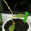 calystophylla short leaves
