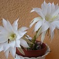 Echinopsis