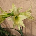 Hippeastrum Yellow Garden