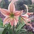 Hippeastrum Giraffe