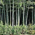 las bambusów