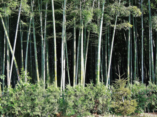 las bambusów
